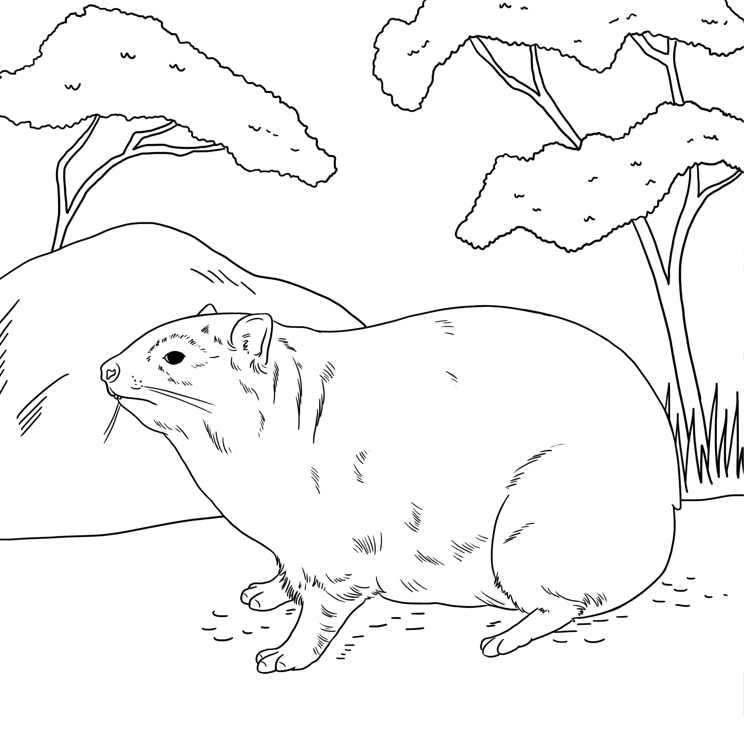 ABC Animaux Africains (Hardcover)